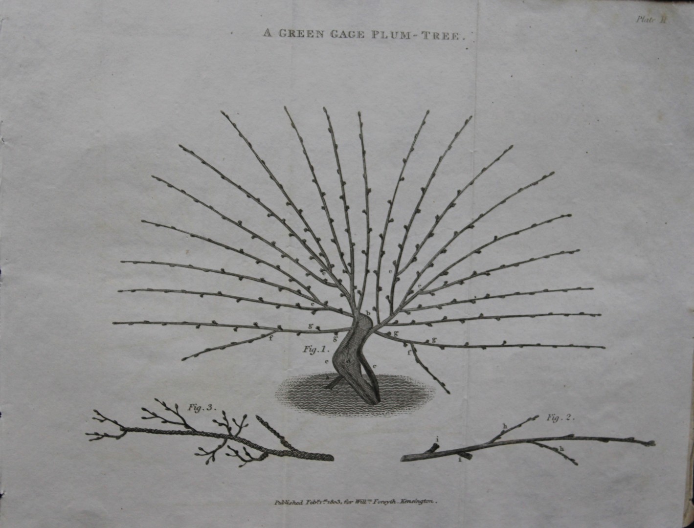 William Forsyth - Plate II on the pruning and training of fruit trees 1803