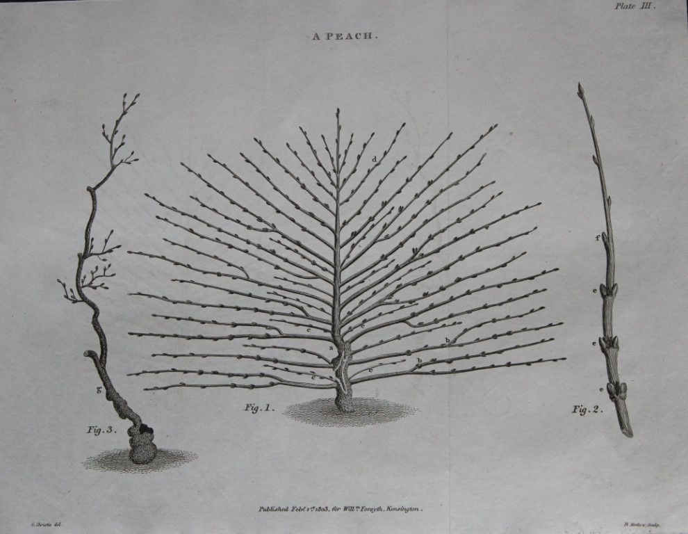 William Forsyth - Plate III on the pruning and training of fruit trees 1803