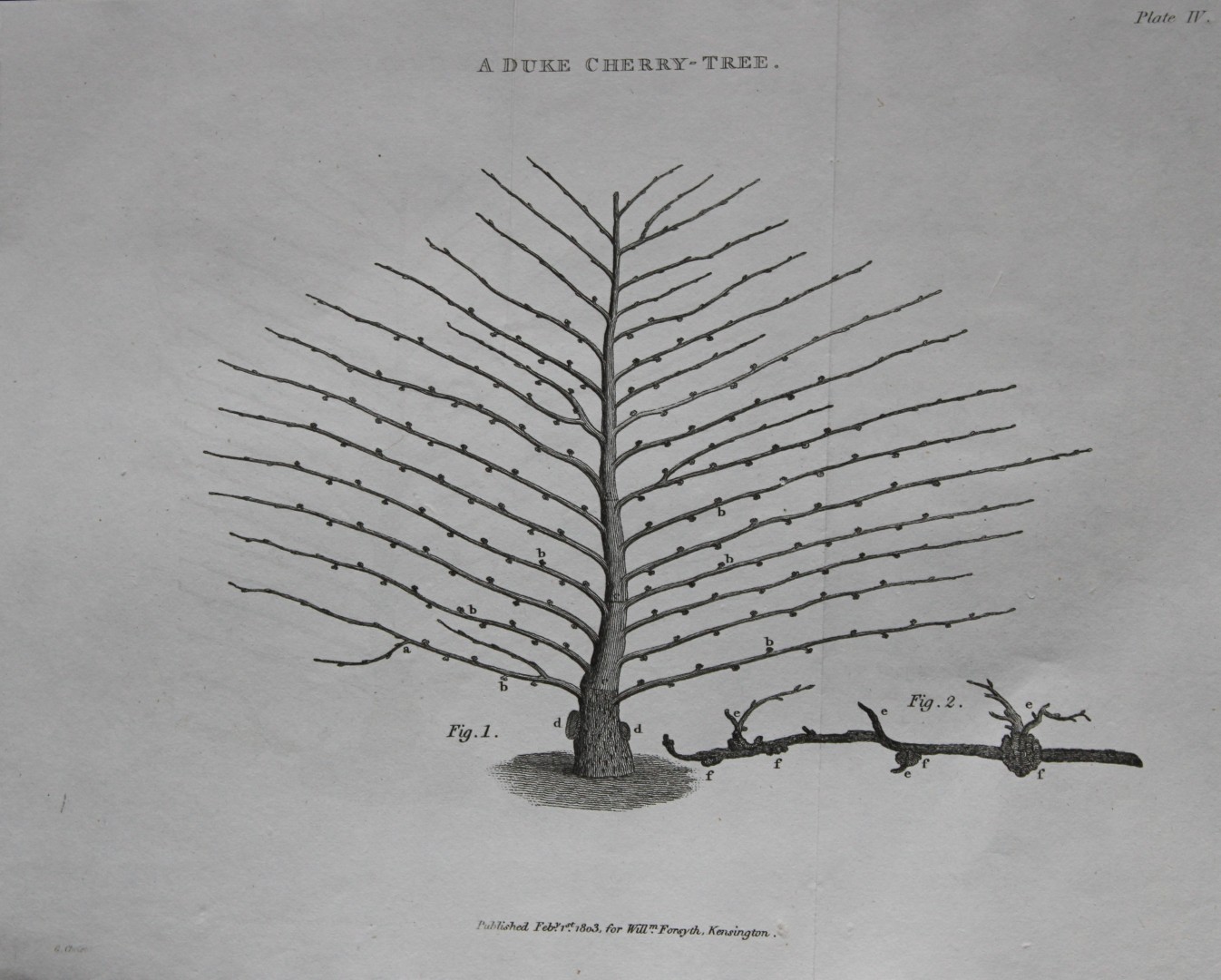 William Forsyth - Plate IV on the pruning and training of fruit trees 1803