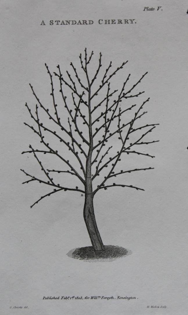 William Forsyth - Plate V on the pruning and training of fruit trees 1803