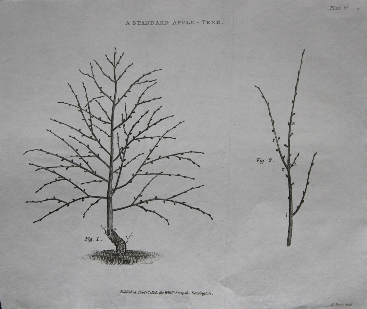 William Forsyth - Plate VI on the pruning and training of fruit trees 1803
