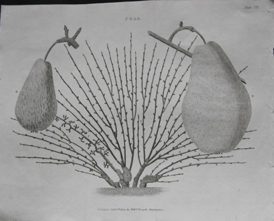 William Forsyth - Plate VII on the pruning and training of fruit trees 1803