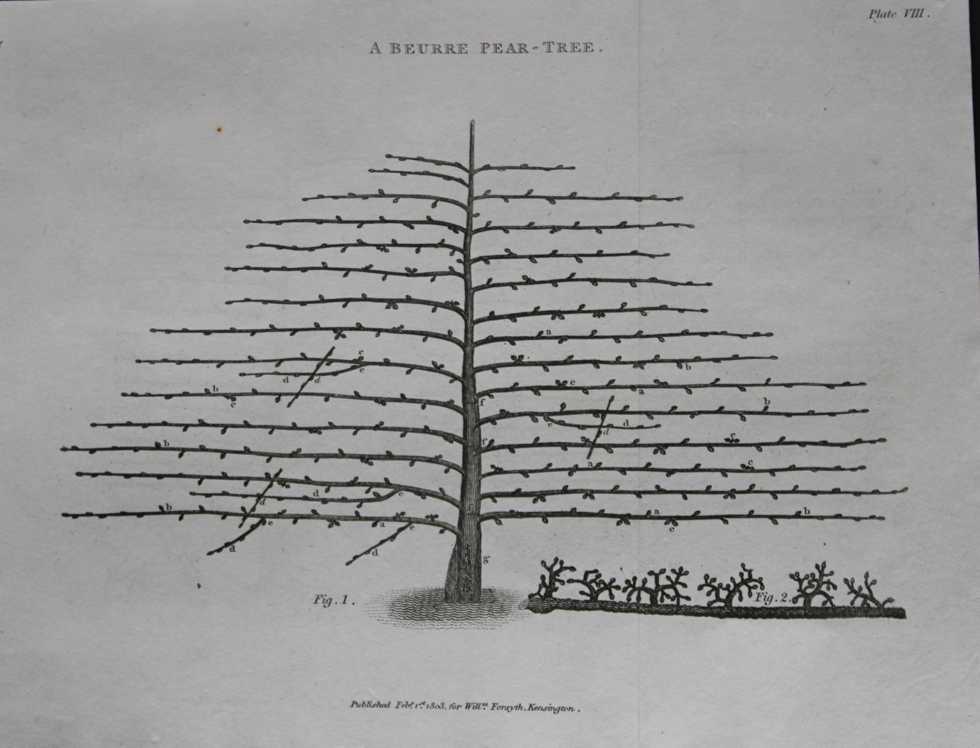 William Forsyth - Plate VIII on the pruning and training of fruit trees 1803