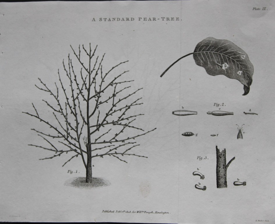 William Forsyth - Plate IX on the pruning and training of fruit trees 1803