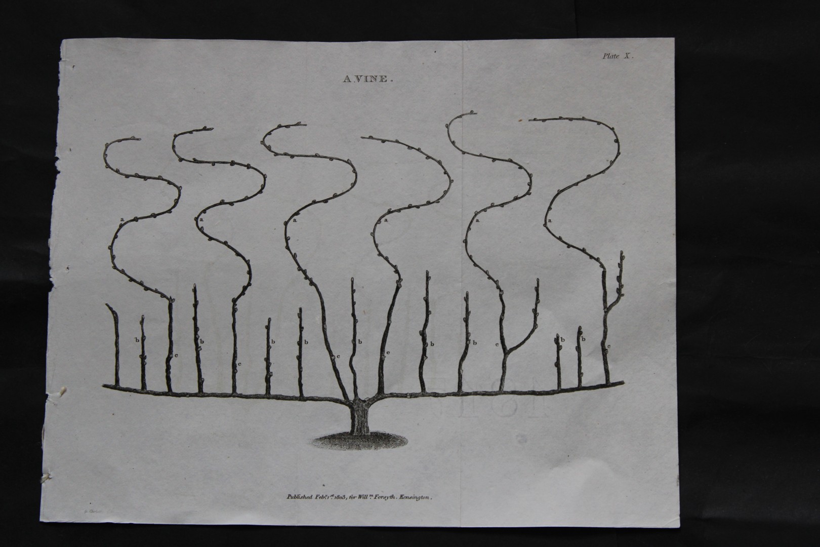 William Forsyth - Plate X on the pruning and training of fruit trees 1803