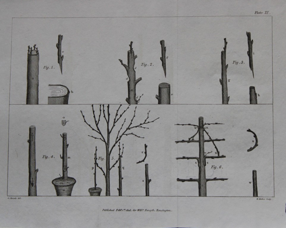 William Forsyth - Plate XI on the pruning and training of fruit trees 1803