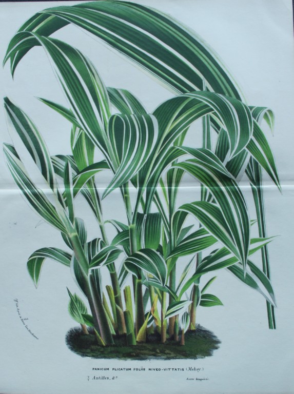 Lemaire & van Houtte - Original print from Flore des Serres 1867