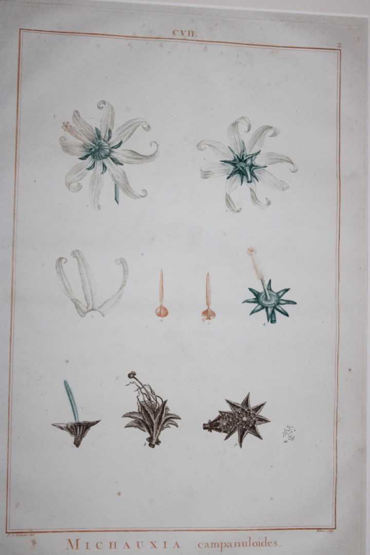 PJ Redoute - Original engraving from Stirpes Novae 1785