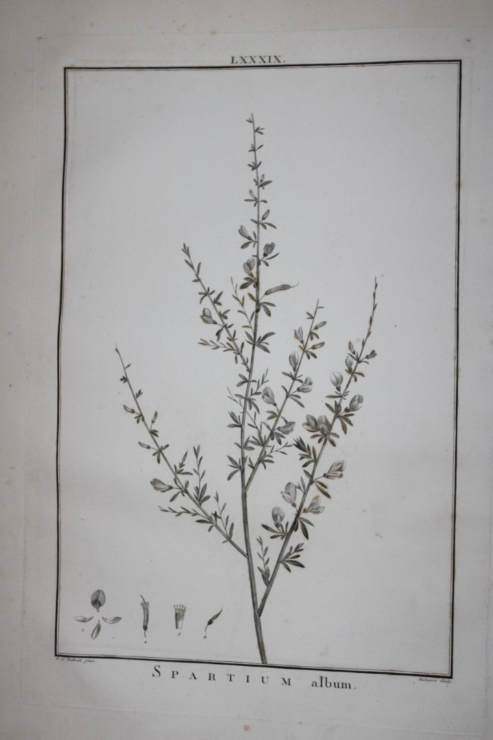 PJ Redoute - Original engraving from Stirpes Novae 1785