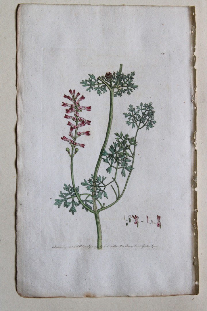 Frederick P Nodder - Engraving from Flora Rustica 1792