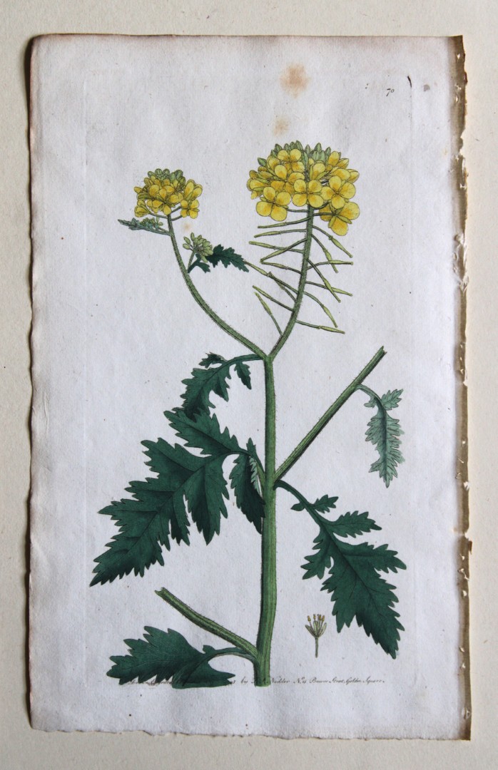 Frederick P Nodder - Engraving from Flora Rustica 1792