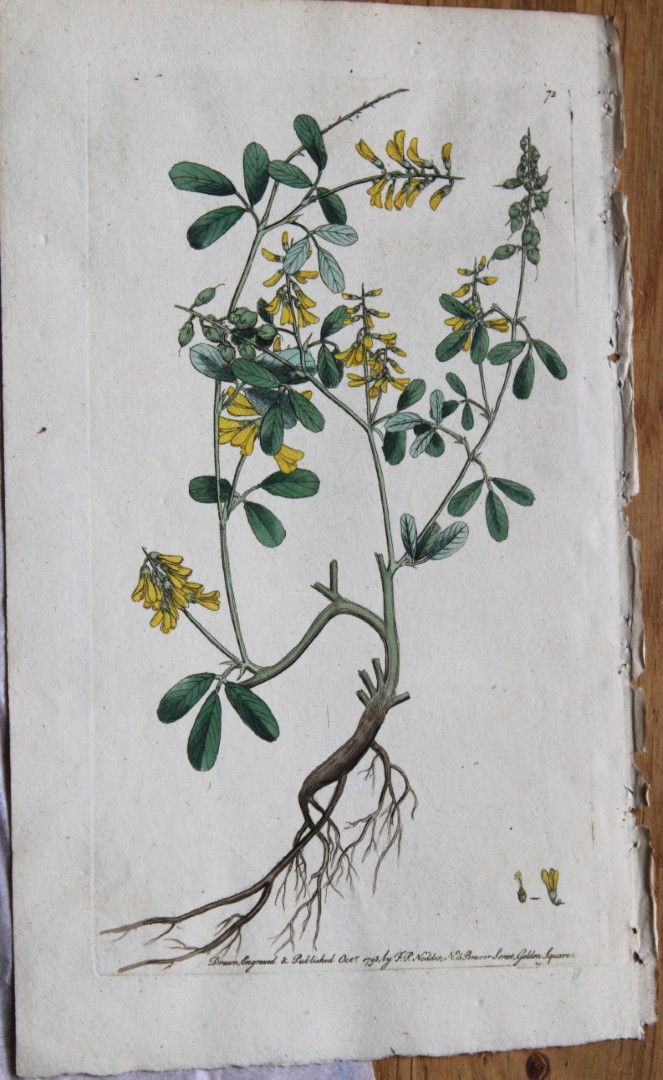 Frederick P Nodder - Engraving from Flora Rustica 1792