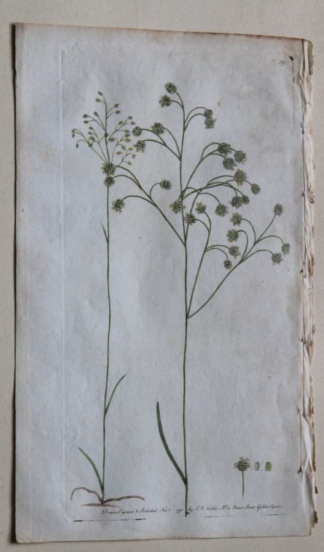 Frederick P Nodder - Engraving from Flora Rustica 1792