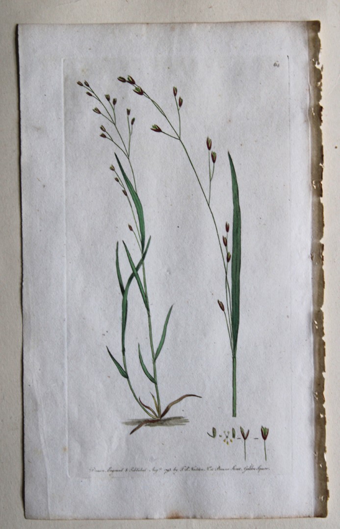 Frederick P Nodder - Engraving from Flora Rustica 1792