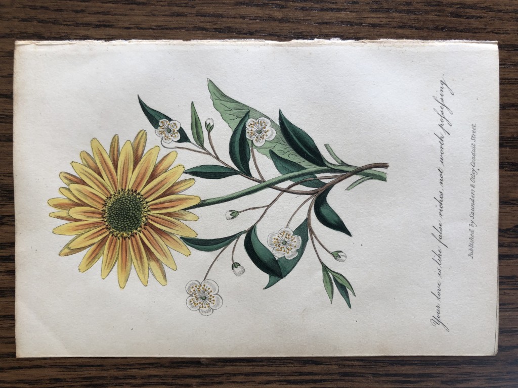 Frederic Shoberl - Engraving of the Sunflower 1841