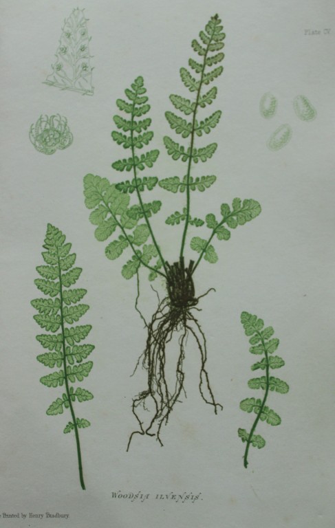 Thomas Moore - Nature-printed  fern by Thomas Moore 1863
