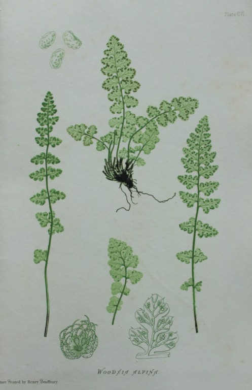 Thomas Moore - Nature-printed  fern by Thomas Moore 1863