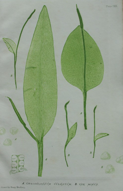 Thomas Moore - Nature-printed  fern by Thomas Moore 1863