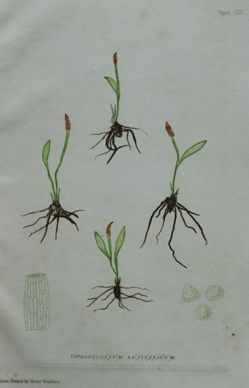 Thomas Moore - Nature-printed  fern by Thomas Moore 1863