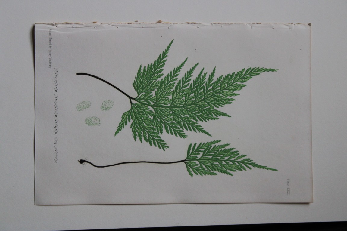 Thomas Moore - Nature-printed  fern by Thomas Moore 1863