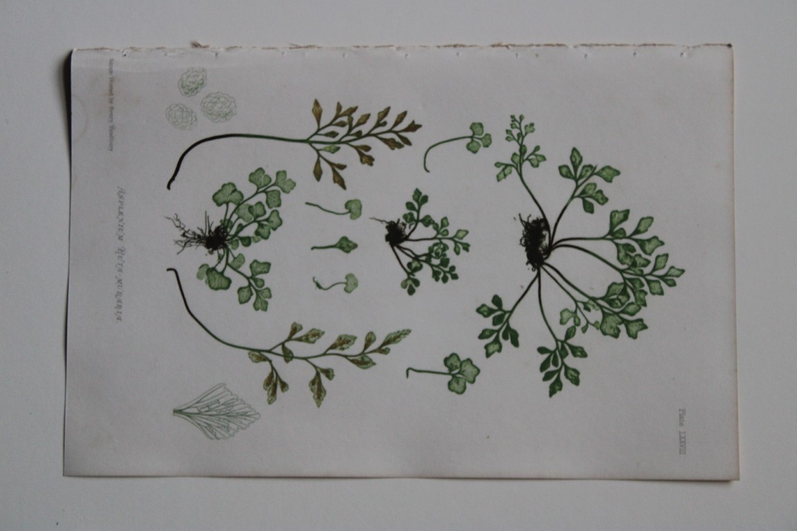 Thomas Moore - Nature-printed  fern by Thomas Moore 1863