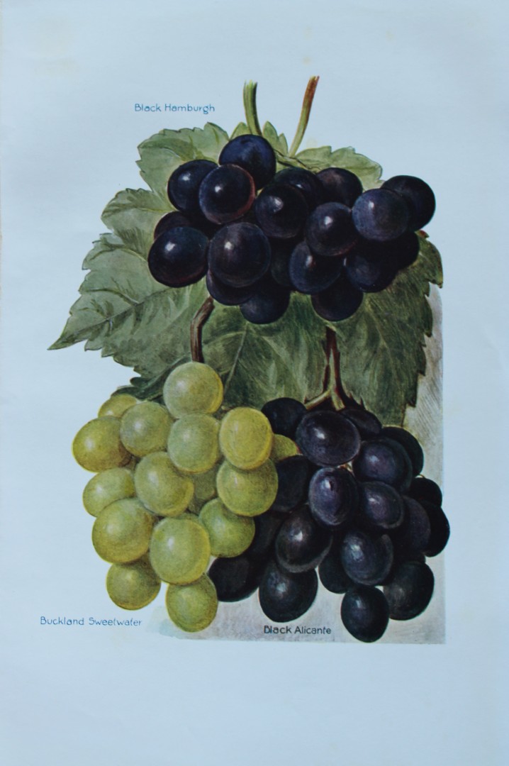 May Rivers - Grape varieties from the Fruit Grower's Guide 1924