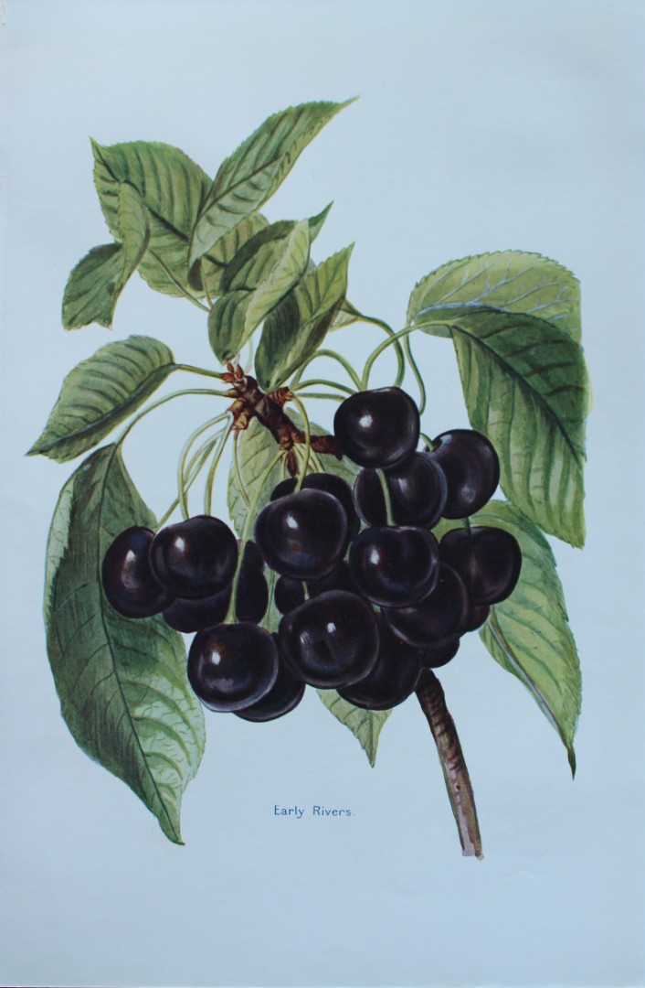 May Rivers - Cherry varieties from the Fruit Grower's Guide 1924