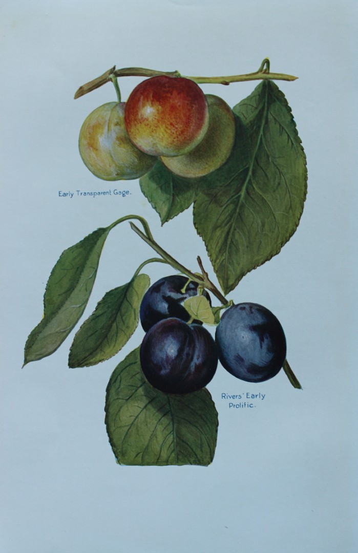 May Rivers - Plum varieties from the Fruit Grower's Guide 1924
