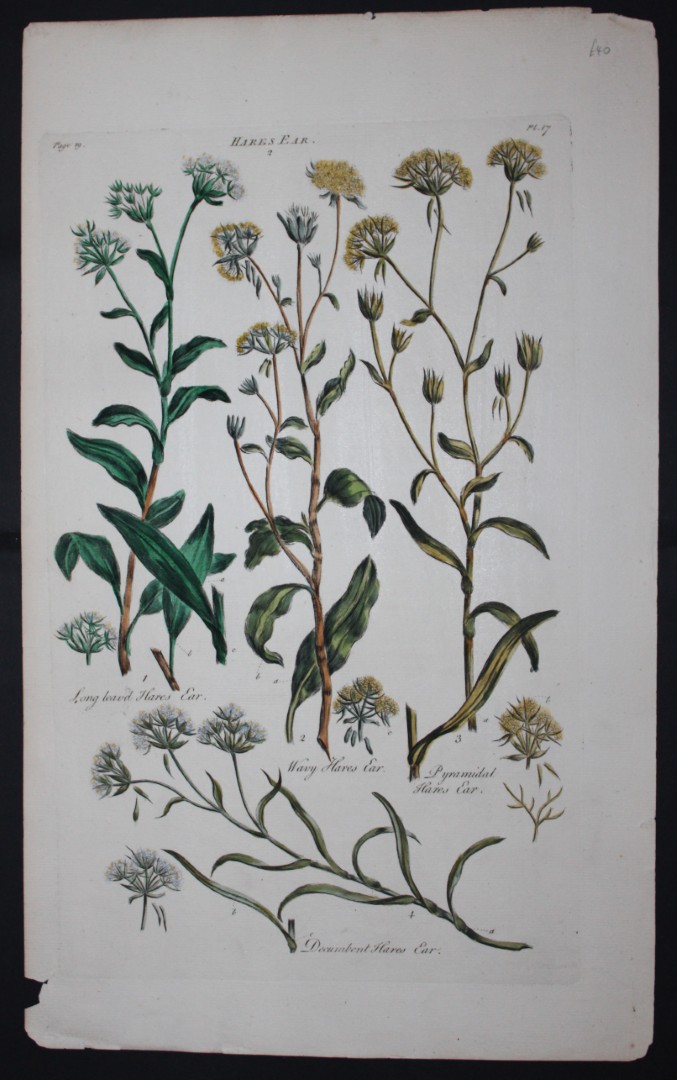 Sir John Hill - Engraving of Hares Ear from The Vegetable System 1770-75