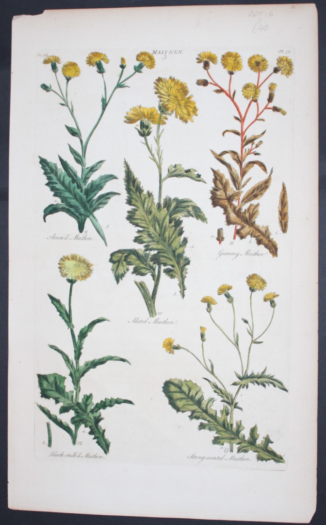 Sir John Hill - Engraving of Maithen Plant from The Vegetable System 1770-75
