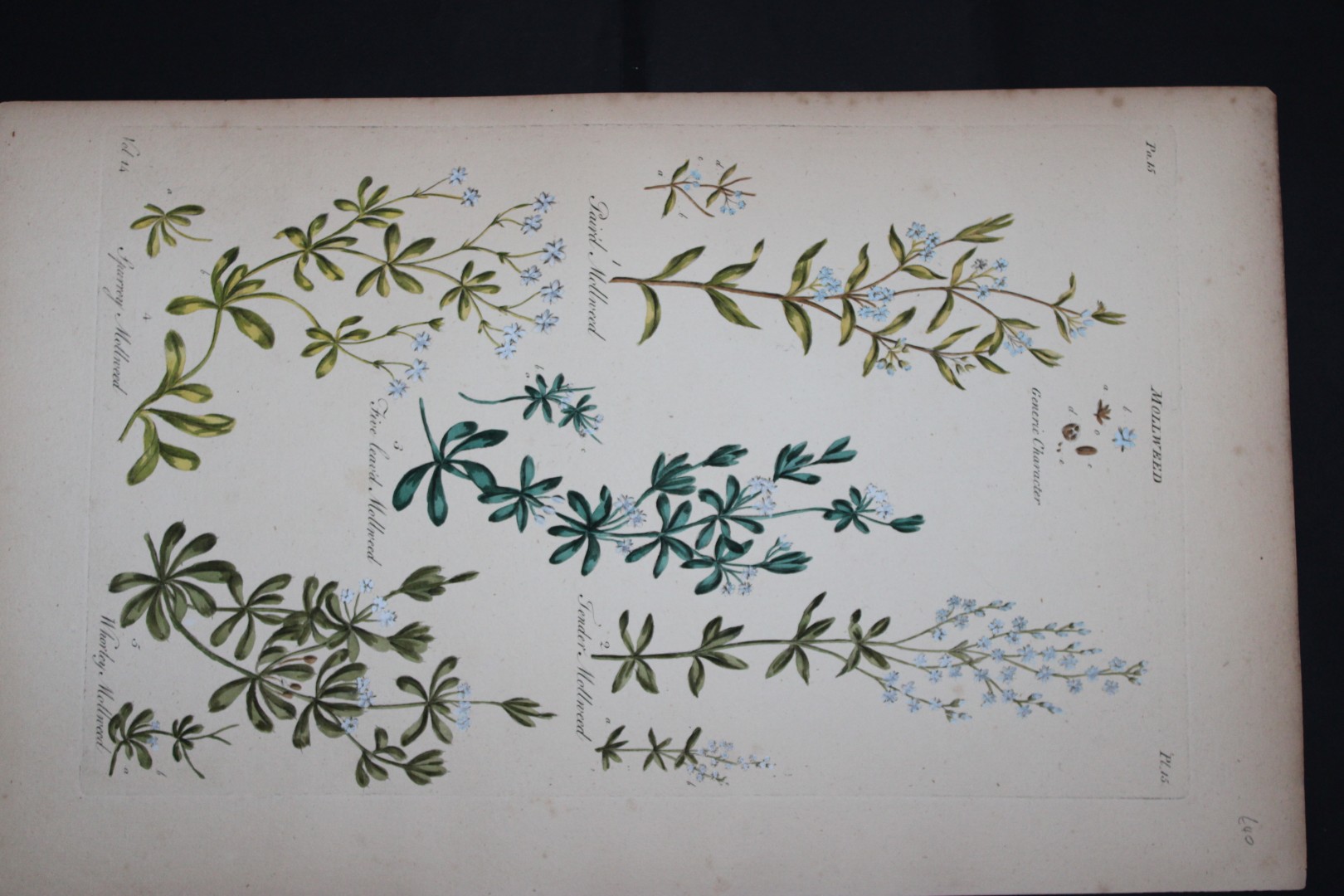 Sir John Hill - Engraving of Mollweed Plant from The Vegetable System 1770-75