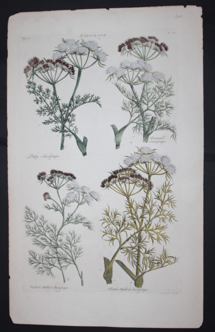 Sir John Hill - Engraving of Saxifrage from The Vegetable System 1770-75