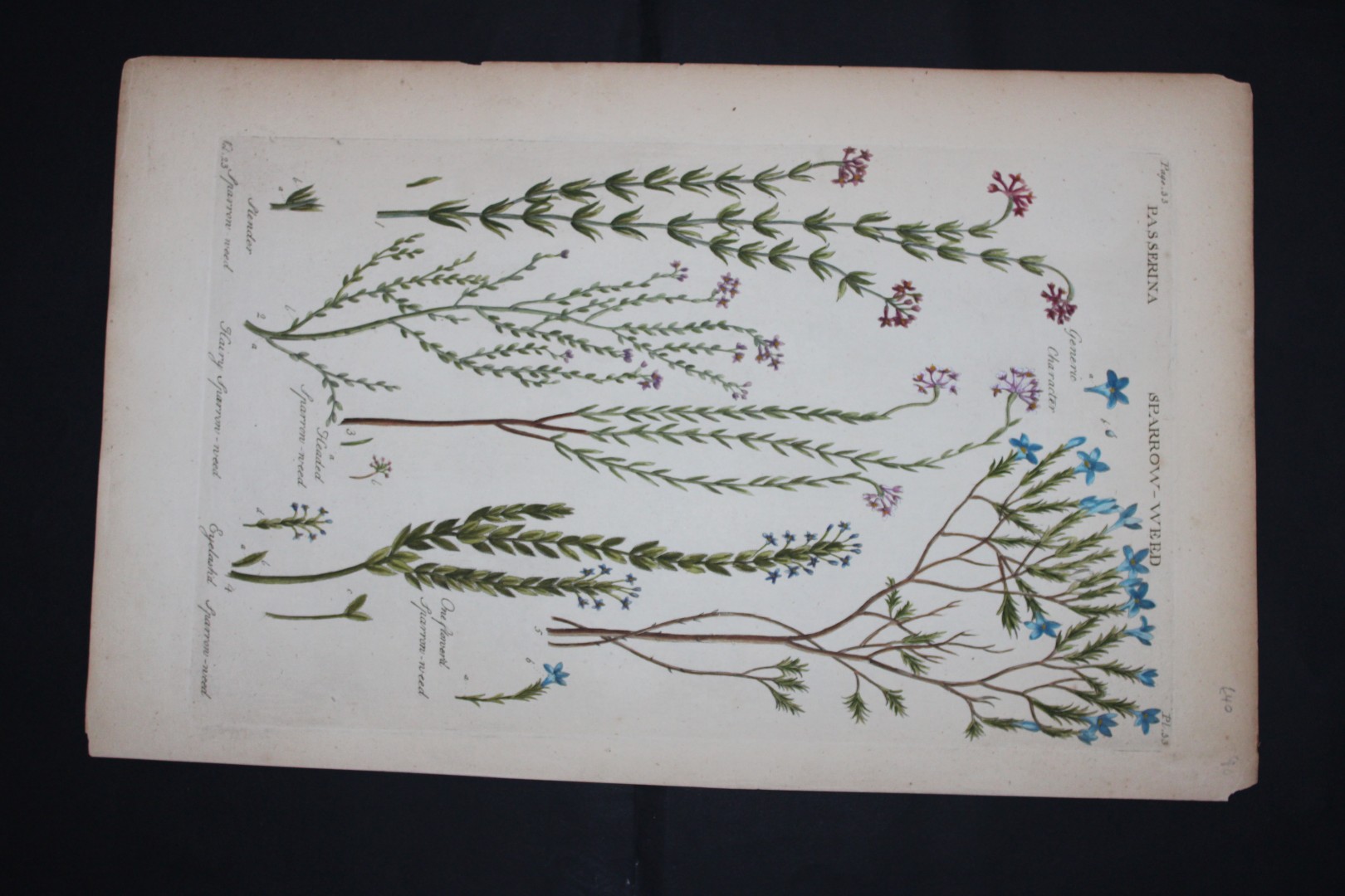 Sir John Hill - Engraving of Sparrow-weed from The Vegetable System 1770-75