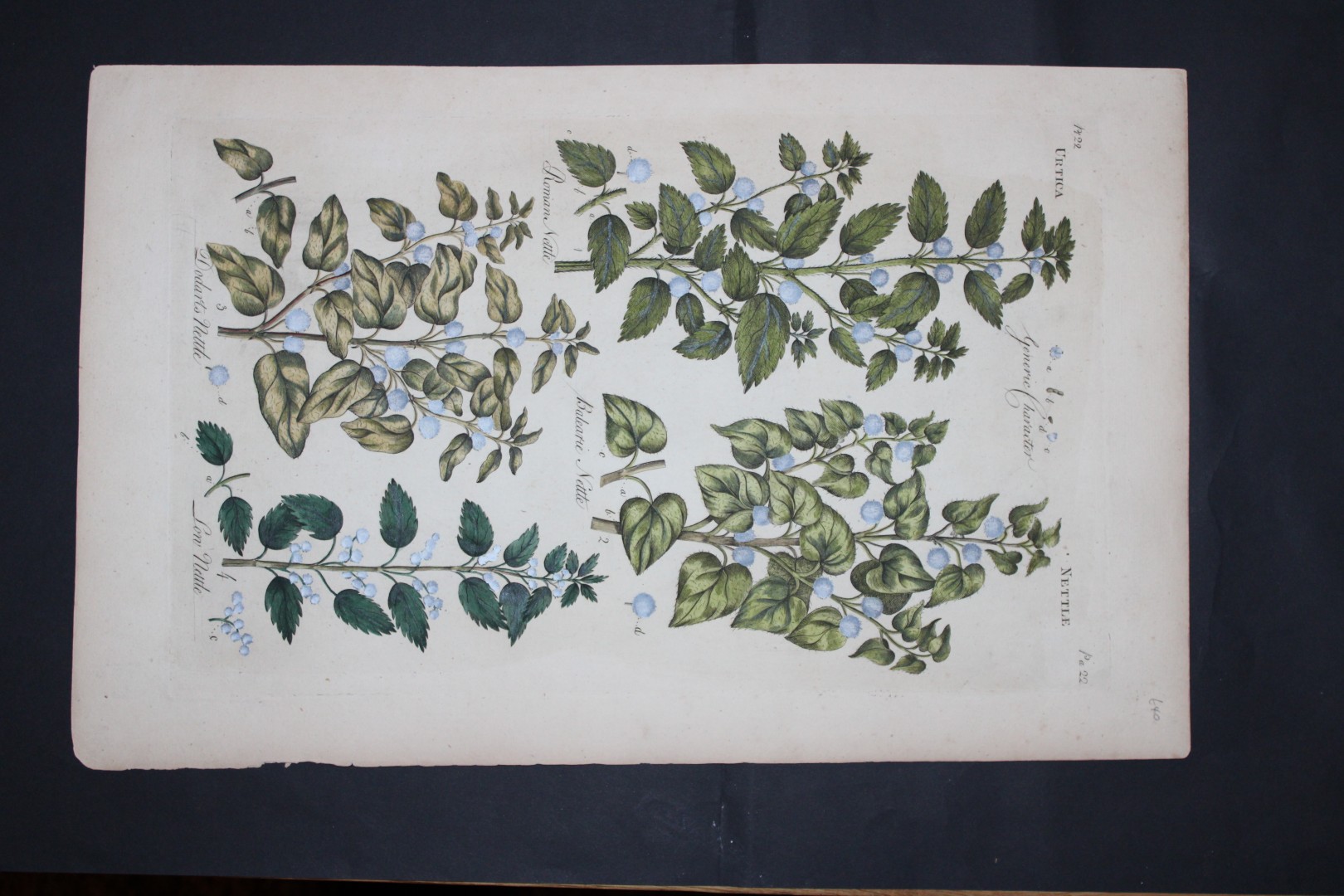 Sir John Hill - Engraving of Nettles from The Vegetable System 1770-75