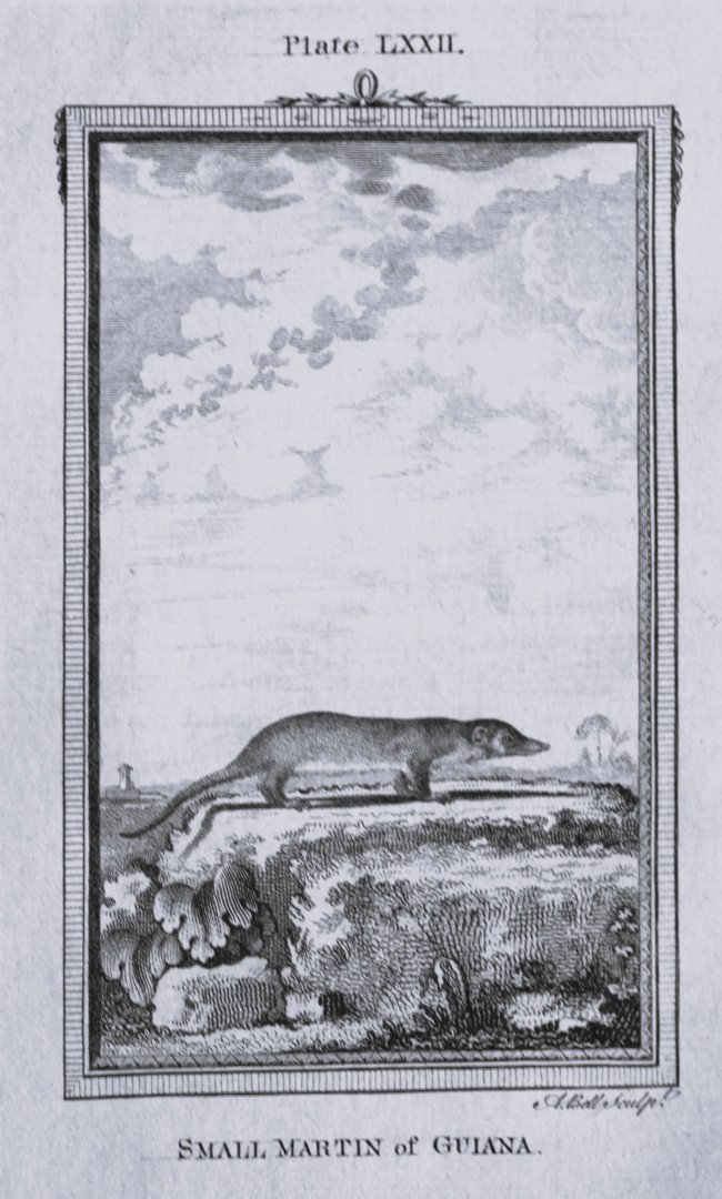 Buffon - Small Martin of Guiana engraving by A Bell 1785