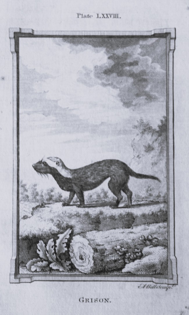 Buffon - Grison engraving by A Bell 1785