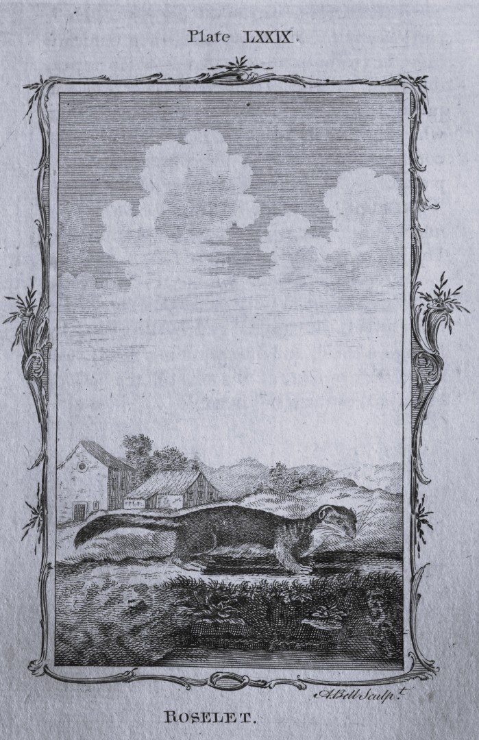 Buffon - Roselet engraving by A Bell 1785