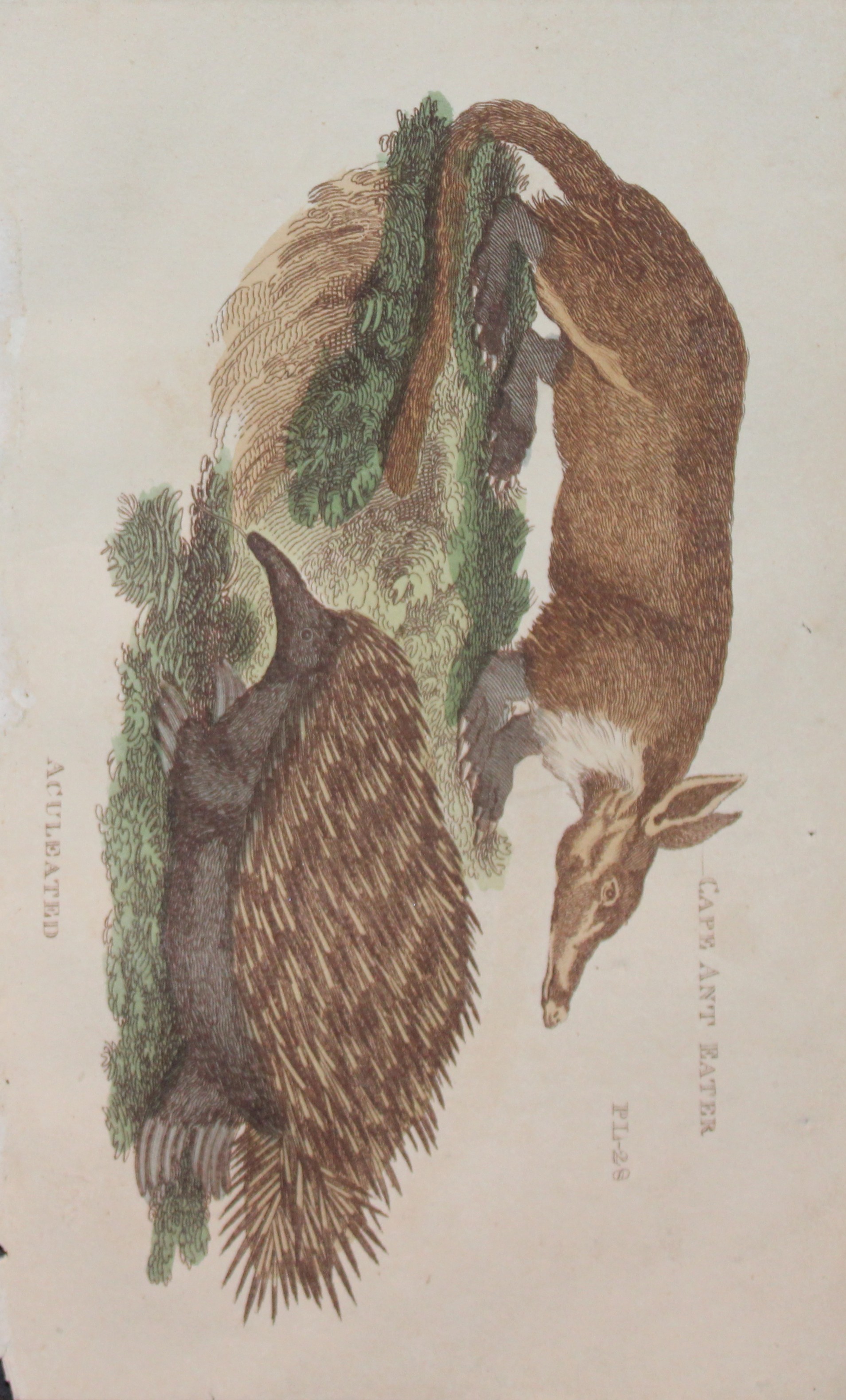 Brightly - Engraving of a Cape Ant Eater and Aculeated 1811