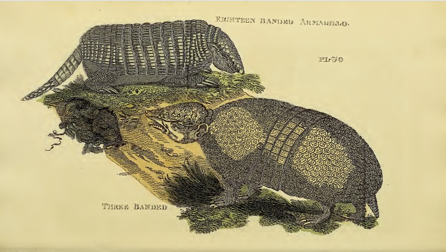 Brightly - Engraving of Eighteen Banded and Three Banded Armadillos  1811