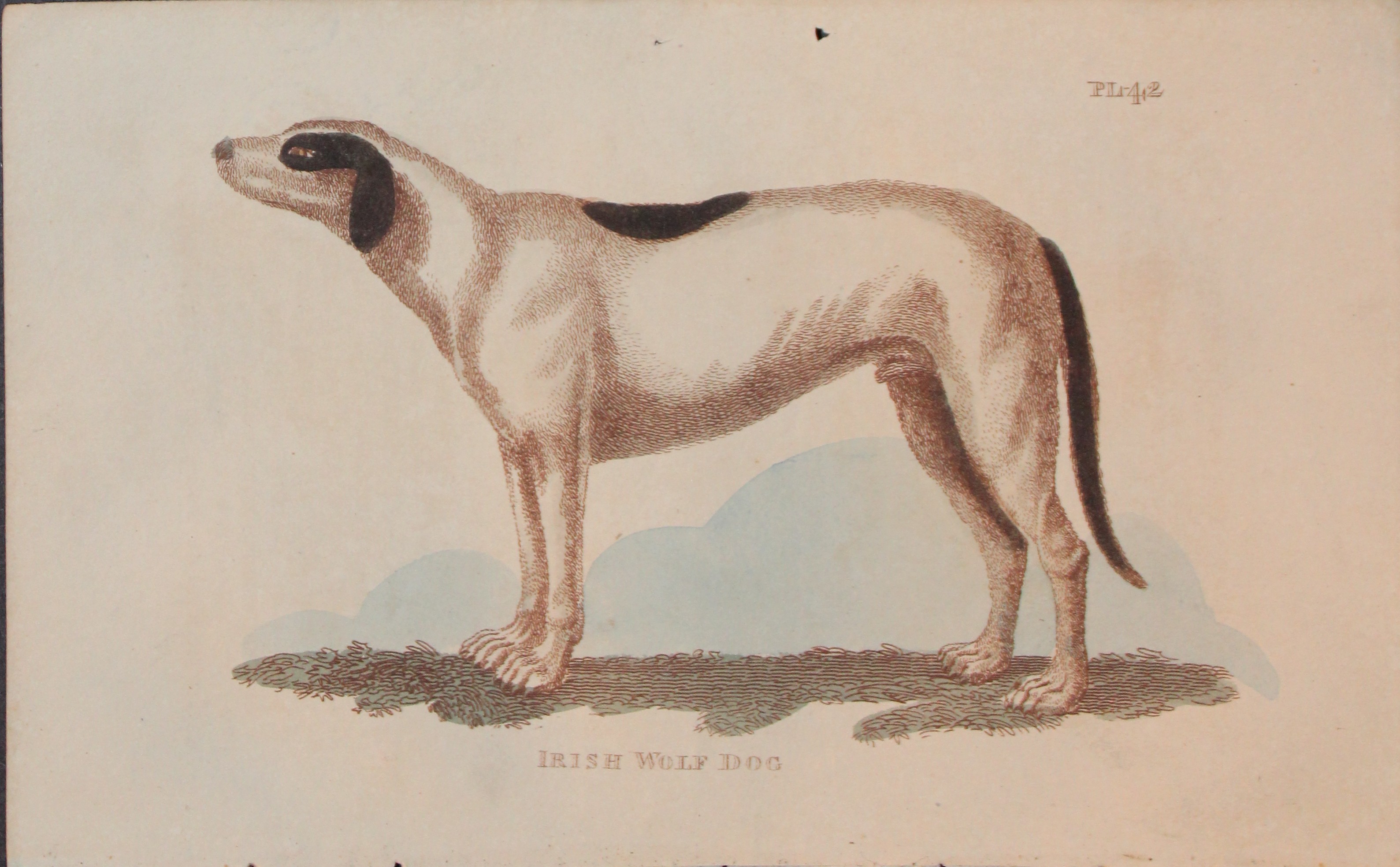 Brightly - Engraving of an Irish Wolf Dog 1811