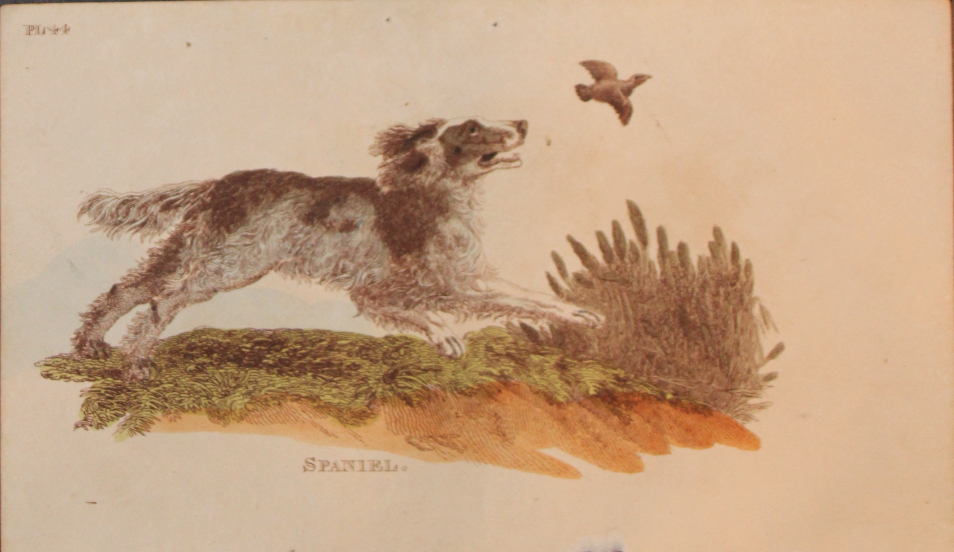 Brightly - Engraving of a Spaniel 1811