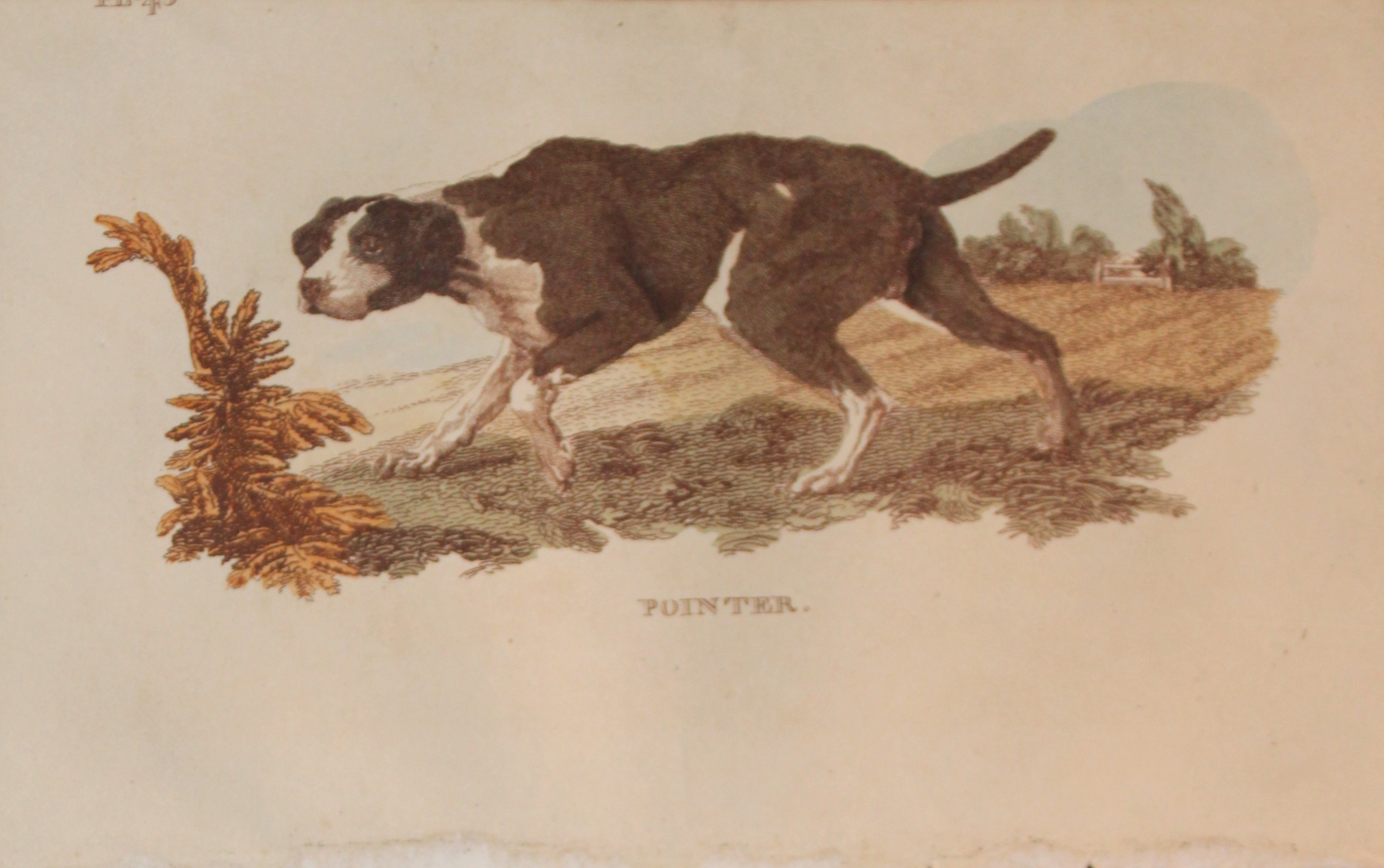 Brightly - Engraving of a Pointer 1811