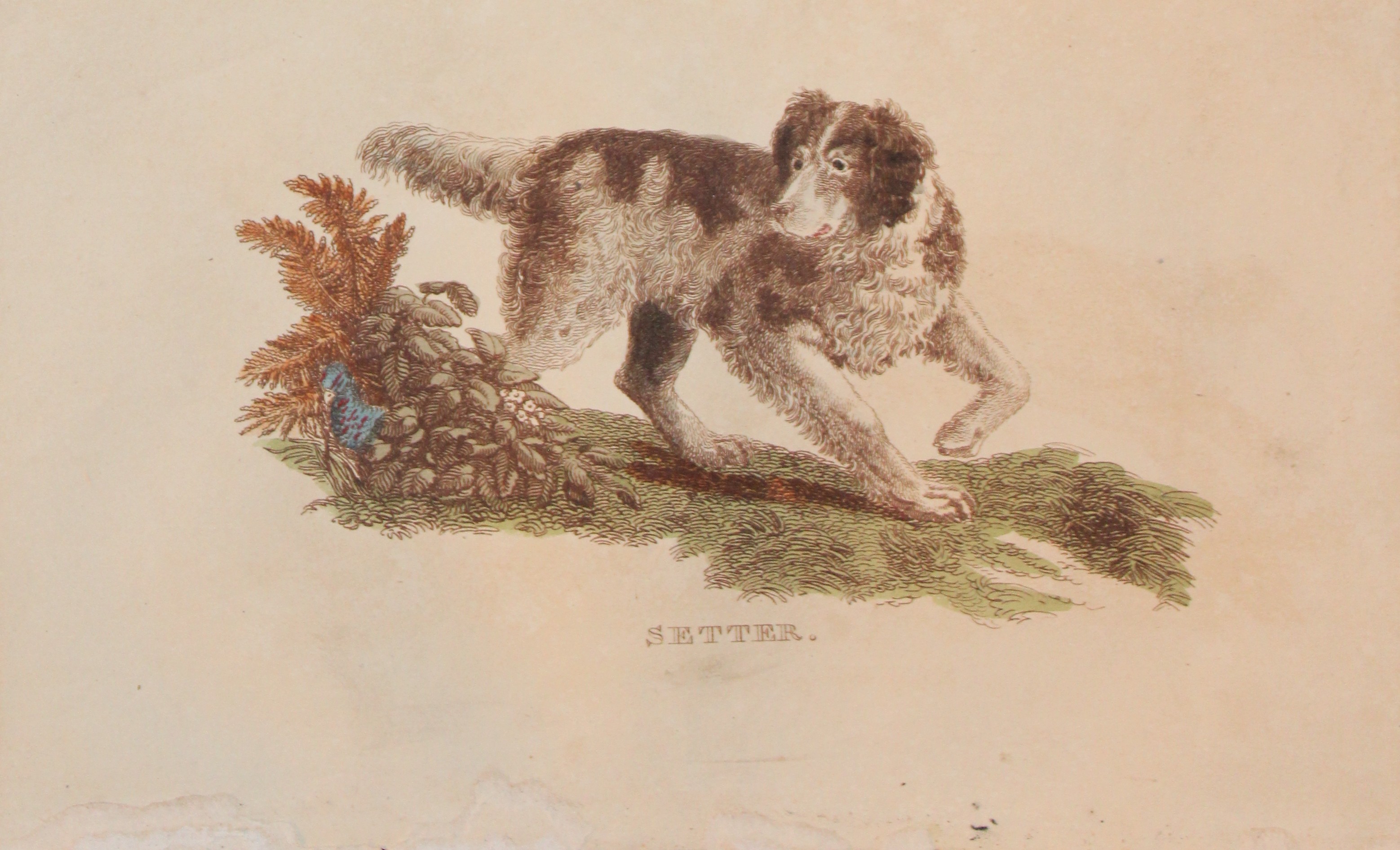 Brightly - Engraving of a Setter 1811