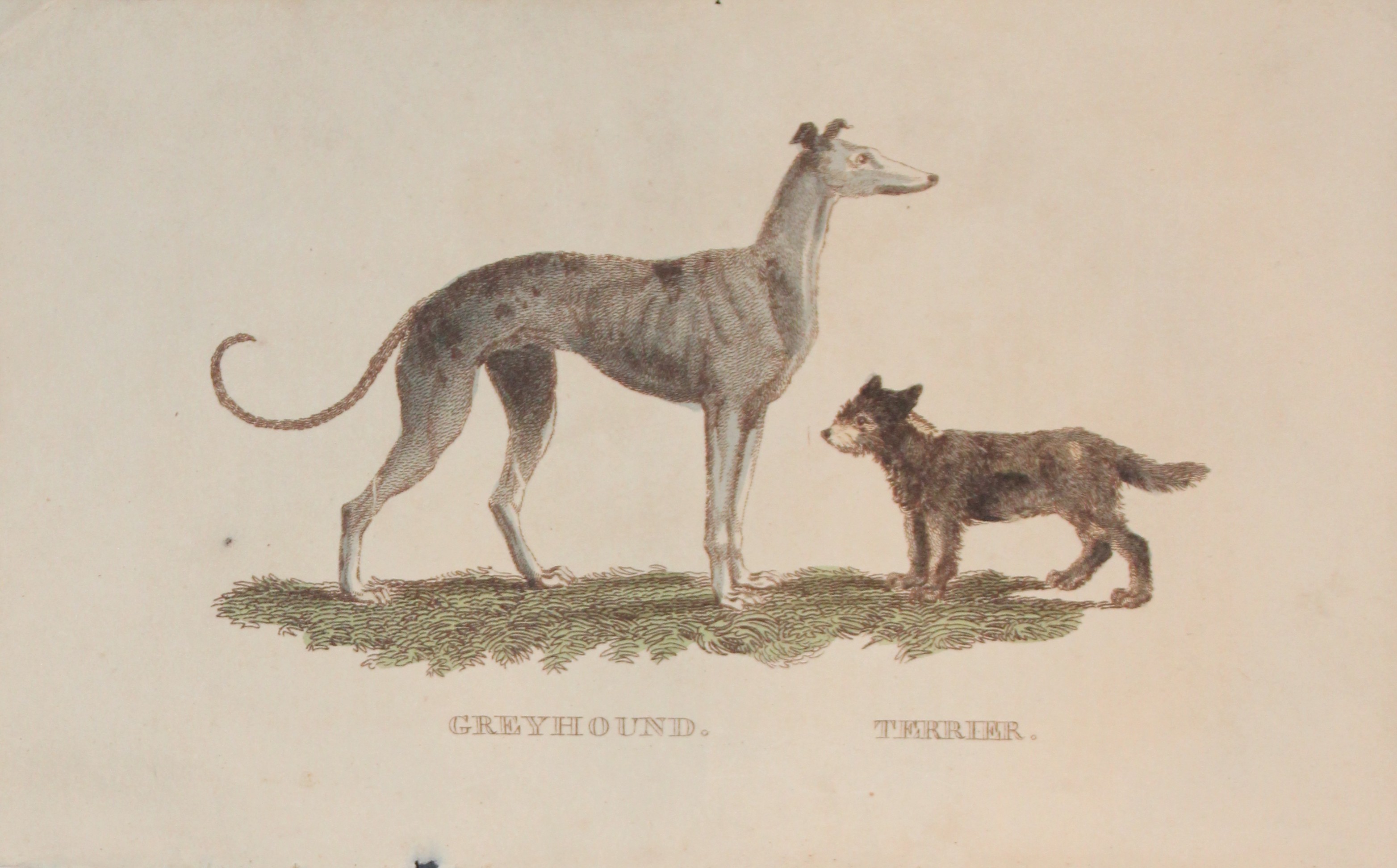 Brightly - Engraving of a Greyhound and Terrier 1811