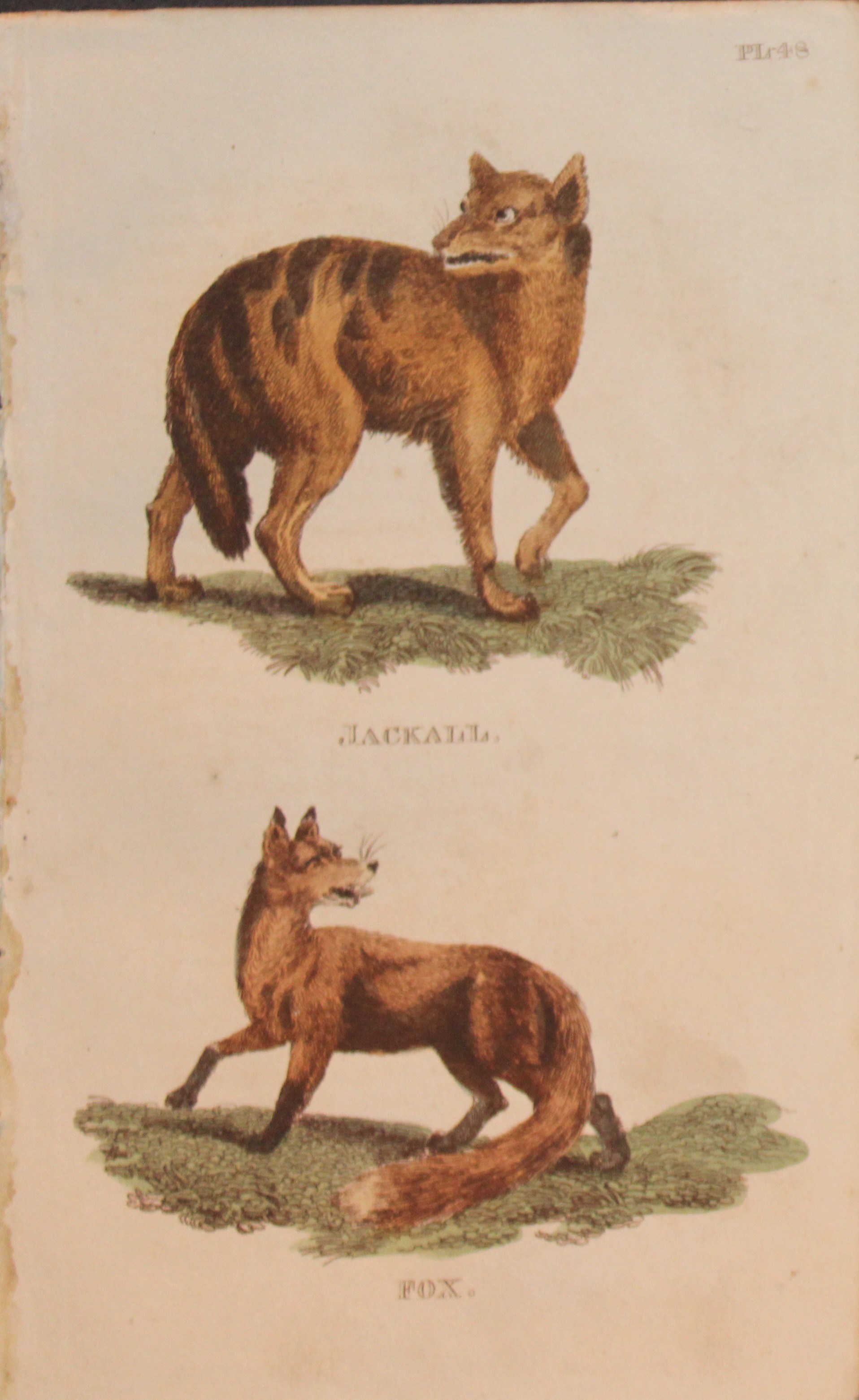 Brightly - Engraving of a Jackal and a Fox 1811