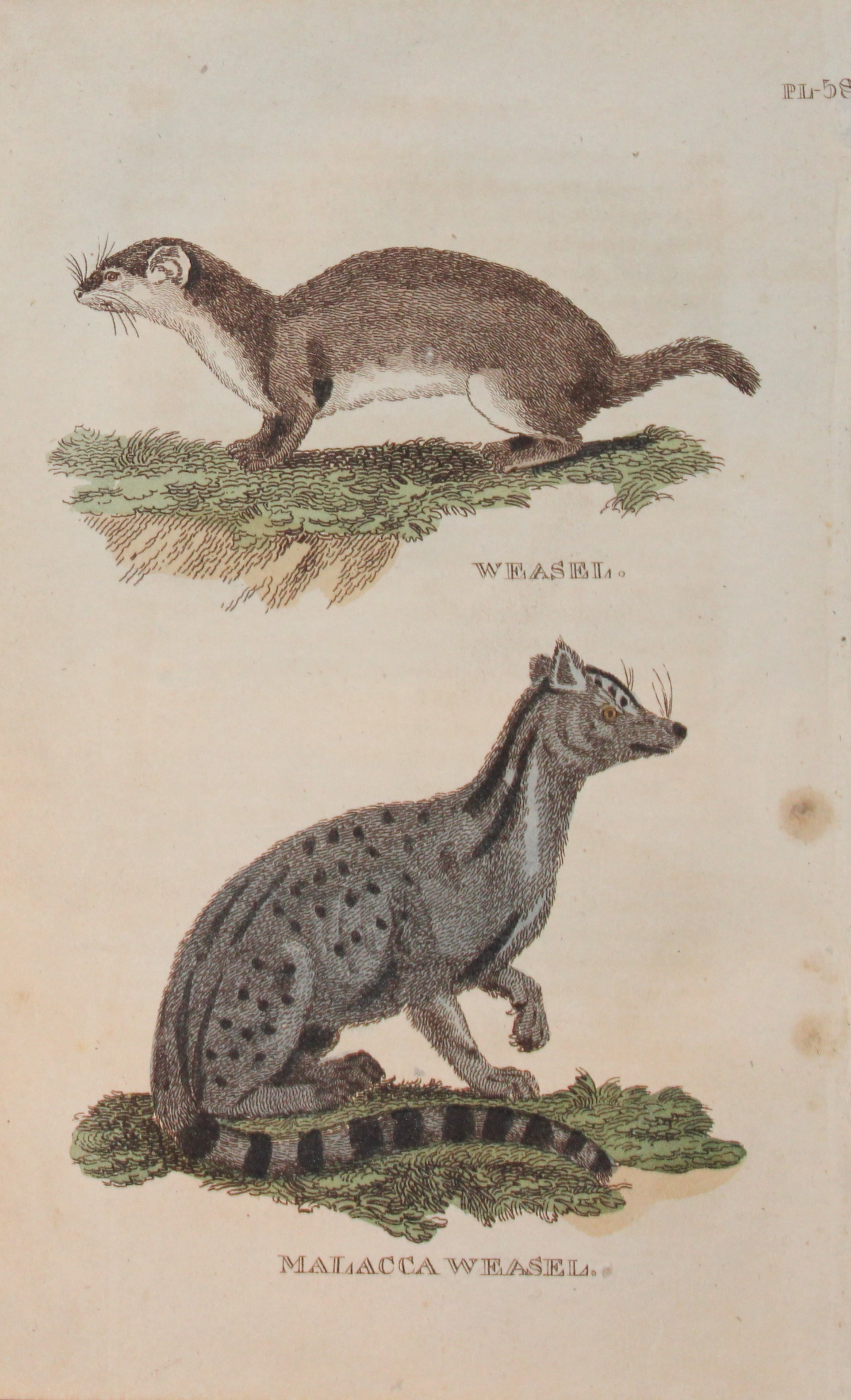 Brightly - Engraving of a Weasel and a Malacca Weasel 1811