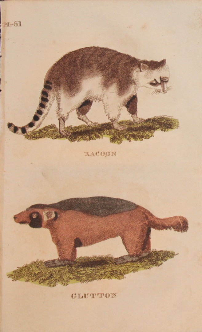 Brightly - Engraving of a Racoon and Glutton 1811