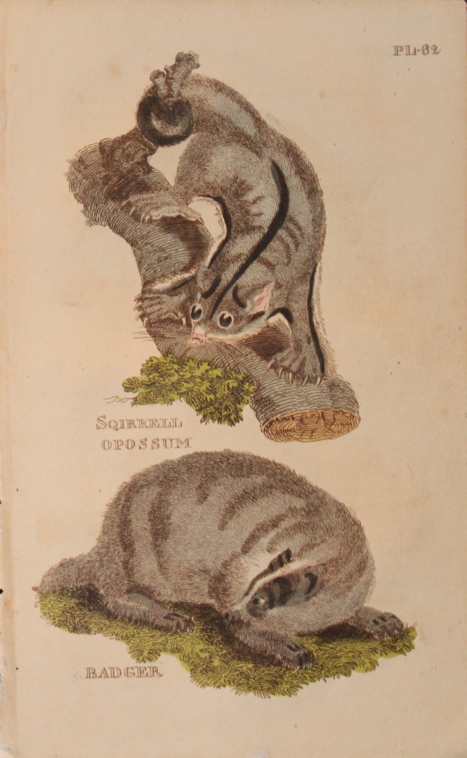 Brightly - Engraving of a Squirrel Opossum and a Badger 1811