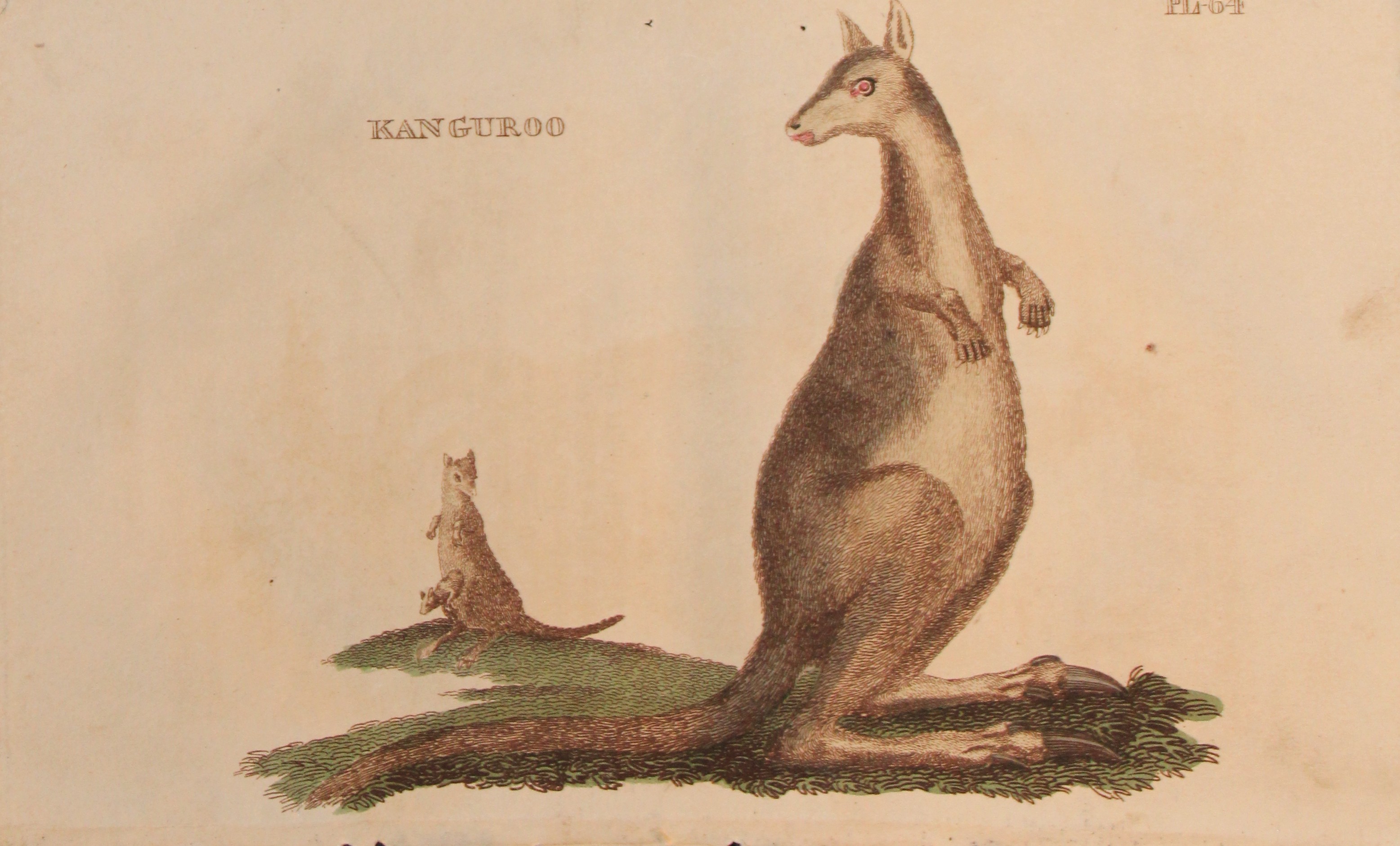 Brightly - Engraving of a Kangaroo 1811