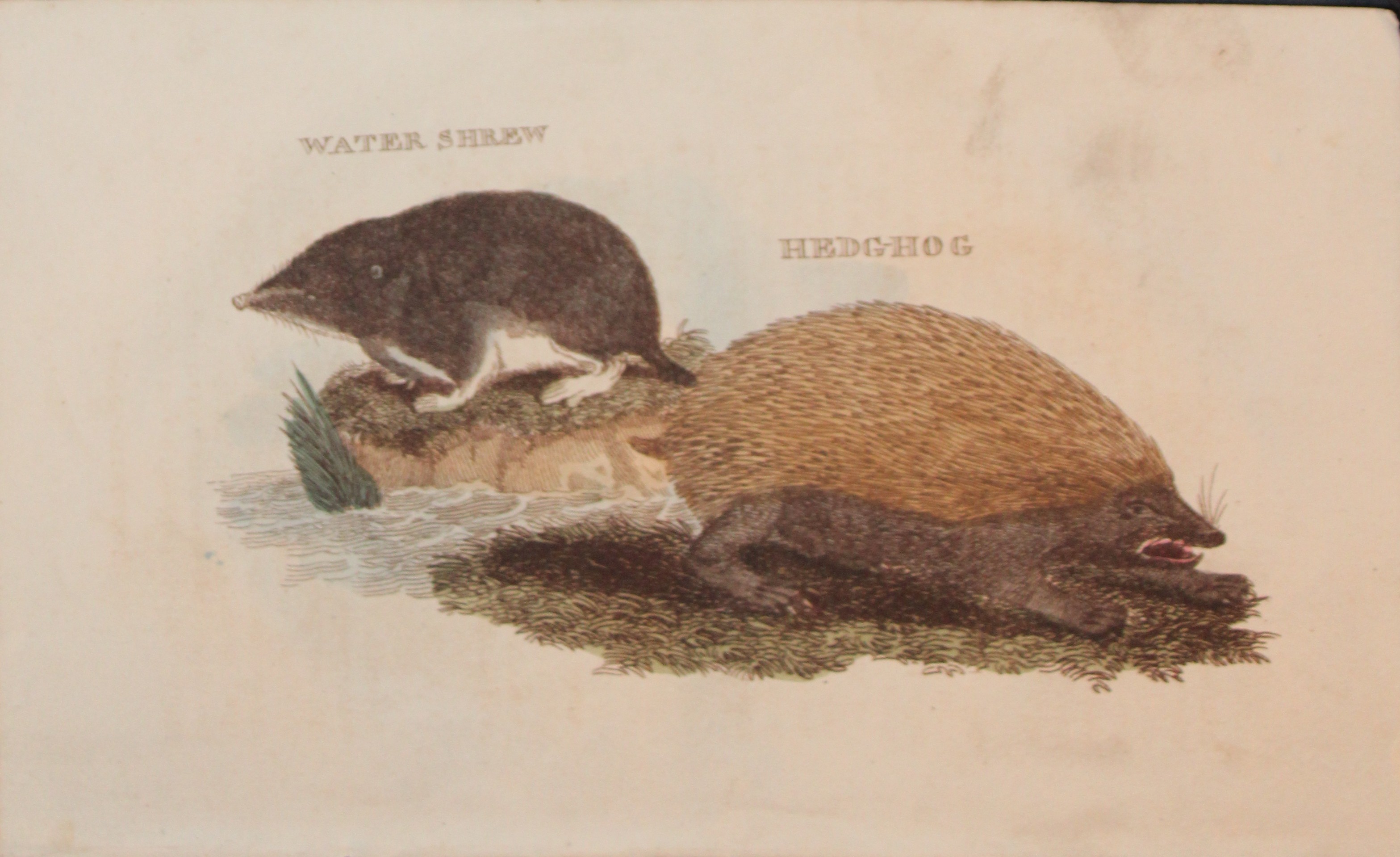 Brightly - Engraving of a Water Shrew and Hedghog 1811